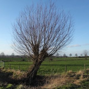 L'augmentation de la culture du maïs se fait aux dépends des zones humides et naturelles.