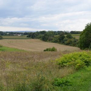 arton1694