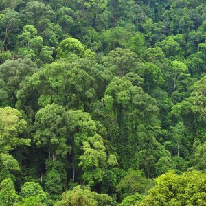 Indonesia regnskog - huile de palme