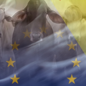 mercosur viande