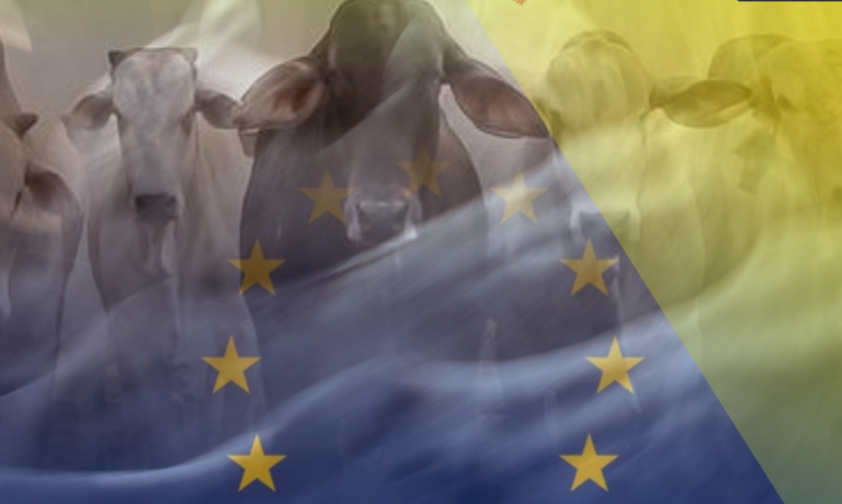 Enquête : accord UE-Mercosur, une viande saignante pour les droits humains et la forêt