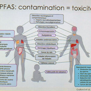 PFAS_1_corps_humain_effets