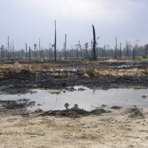 Paysage avec des arbres morts en arrière plan et en premier plan une zone desséchée et polluée par du pétrole