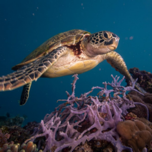 Copy of Réponse banques lettre Biodiversité LNG